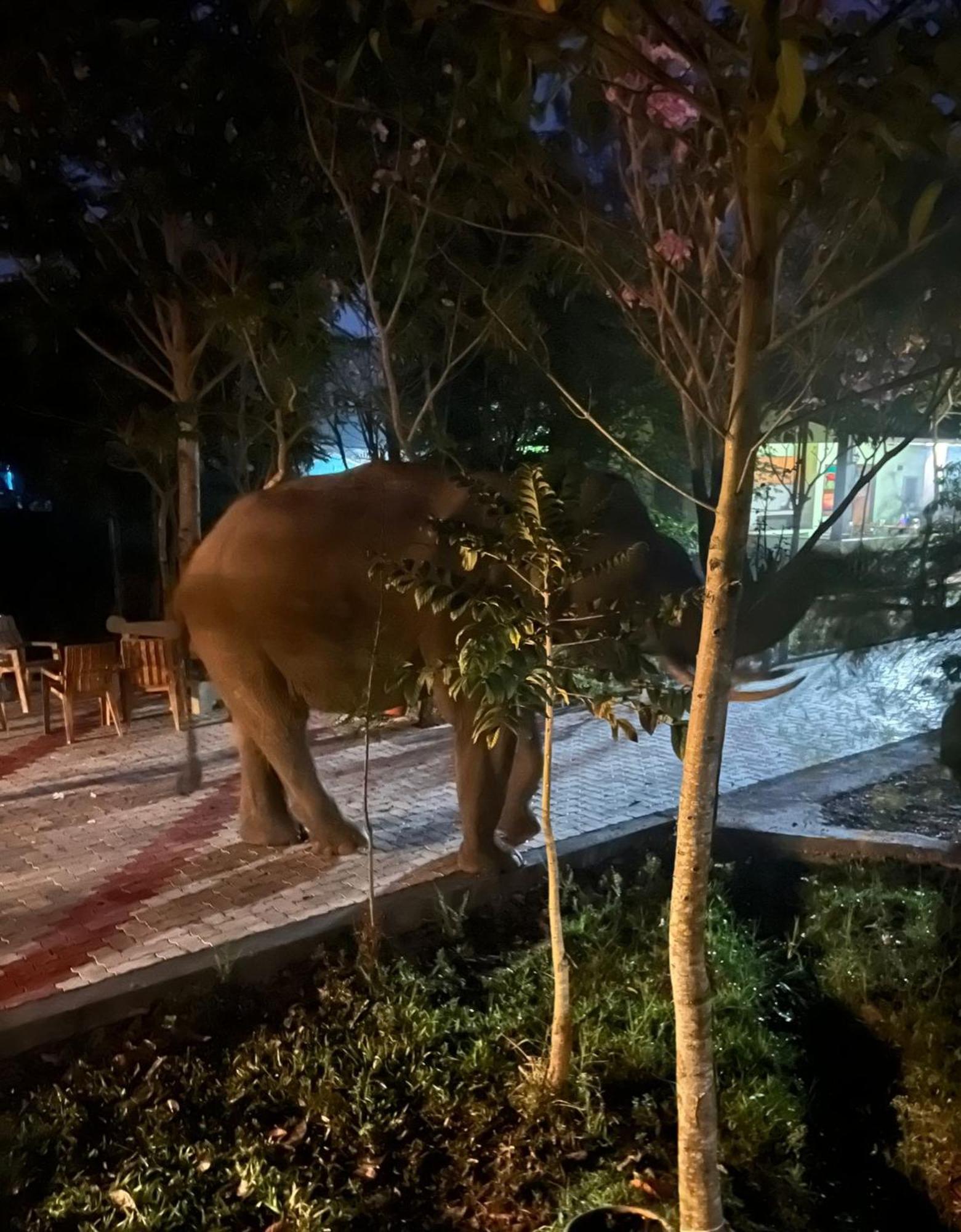 הוילה מודומלאי The Deer Meadows מראה חיצוני תמונה